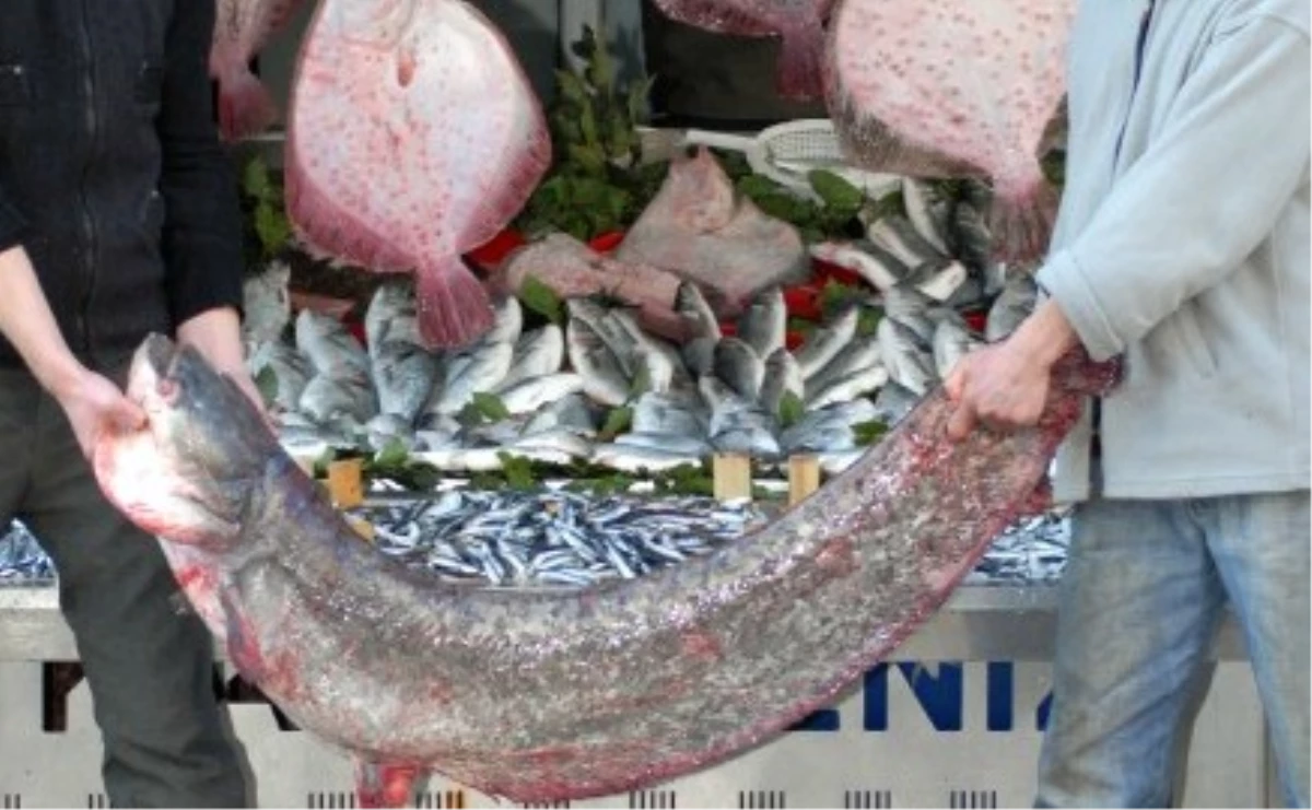 Artvin\'de Amatör Balıkçının Tuttuğu Yayın Balıkları İlgi Odağı Oldu