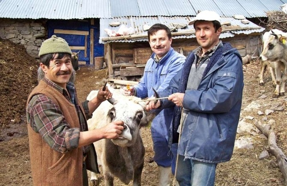 Burhaniye\'de Hayvanlara Brucella Aşısı