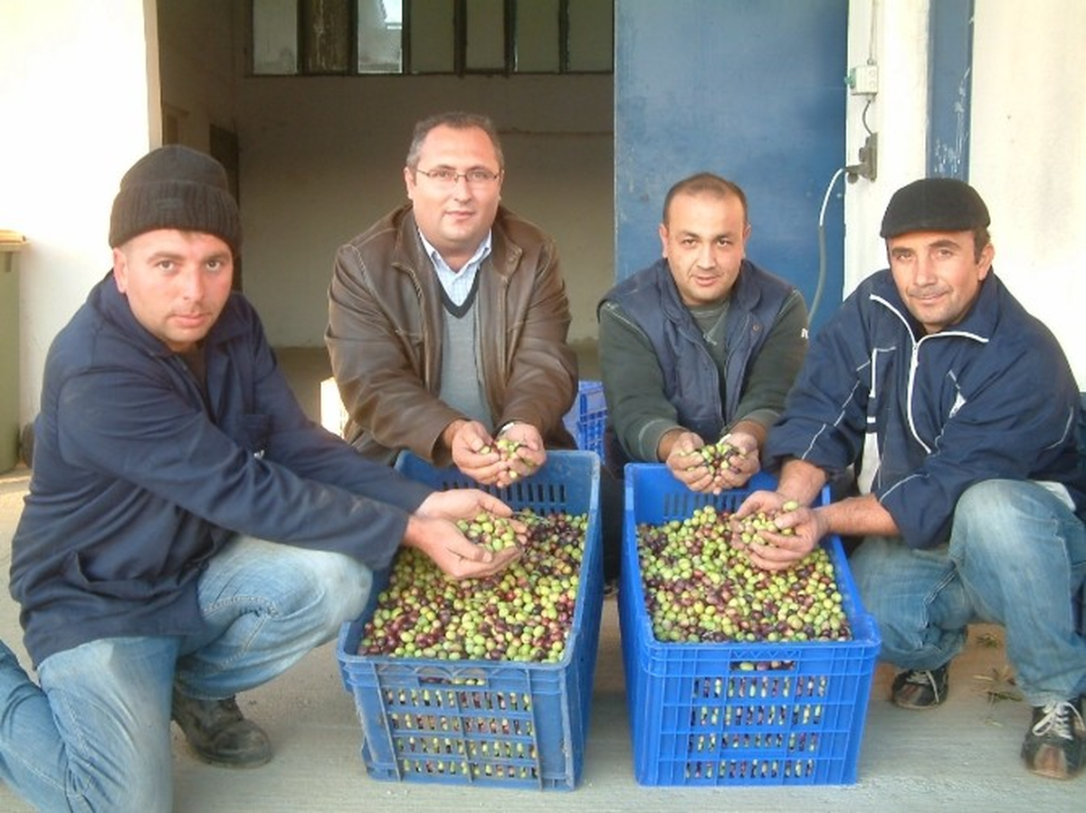 Burhaniye\'de Tariş Yeşil Zeytin Alımına Başladı