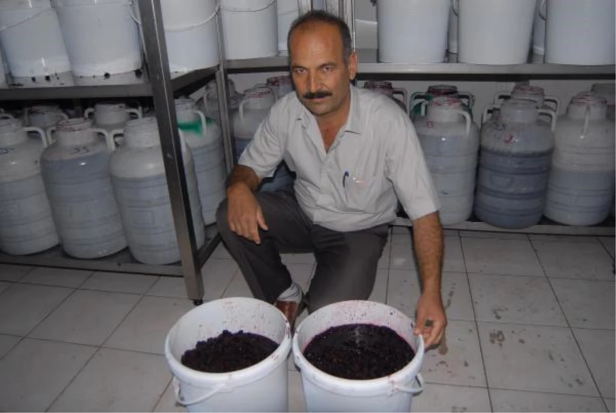 Cambazlı'da Karadut Mucizesi