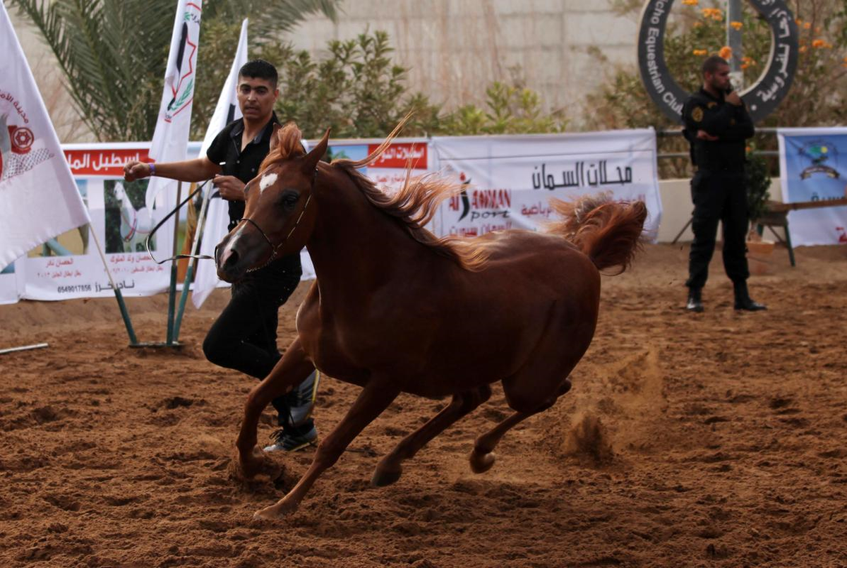 Filistin\'de At Güzellik Yarışması