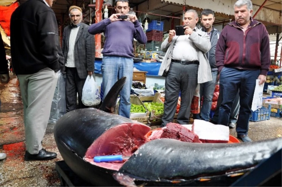 Sivas\'ta 225 Kiloluk Orkinos Balığı Görenleri Şaşırtıyor