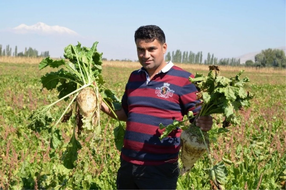 Pancar Hasat Bayramı Başladı