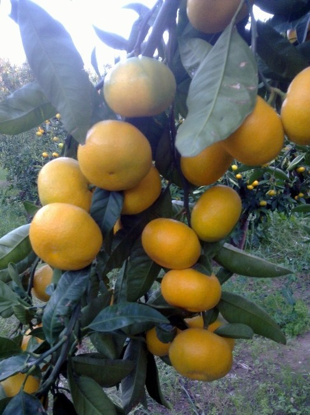 Satsuma Mandalinanın İhracat Yolculuğu 13 Ekim\'de Başlıyor