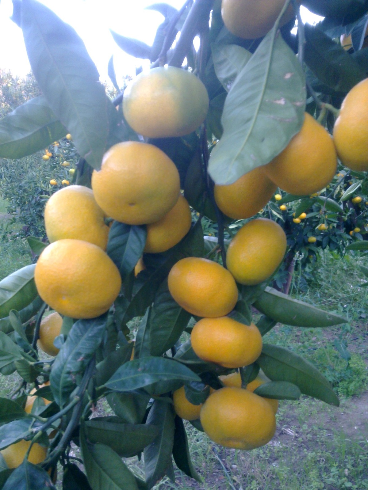 Satsuma Mandalinanın İhracat Yolculuğu 13 Ekim\'de Başlıyor