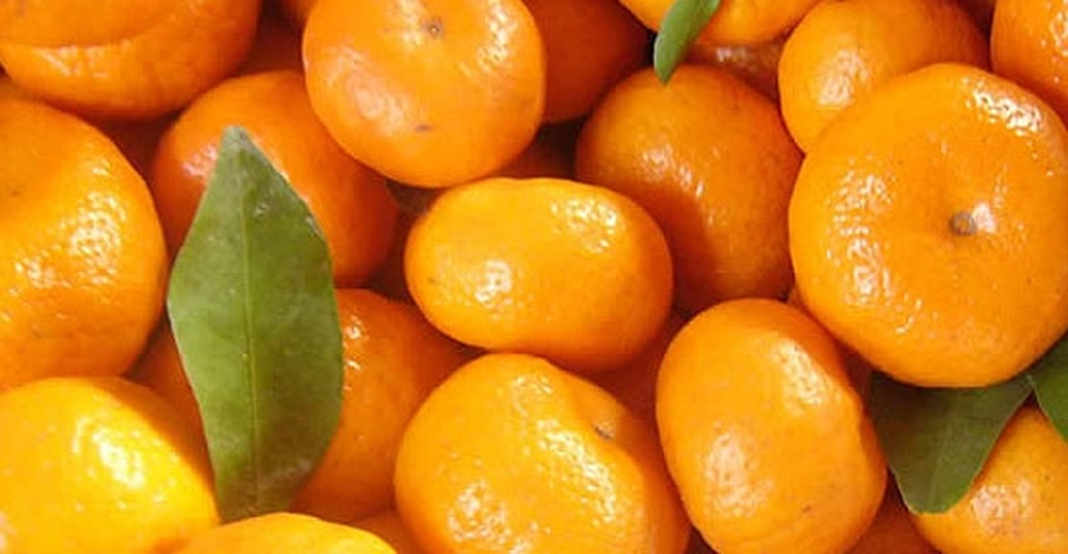 Satsuma Mandalinanın İhracat Yolculuğu Başlıyor