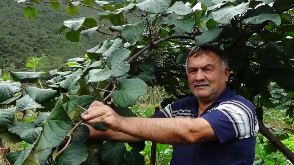 Kivi Bahçeleri Meyvesiz Kaldı