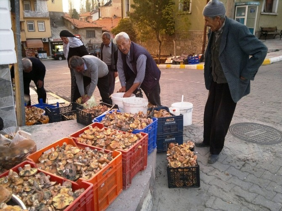 Melki Mantarı Bereketi
