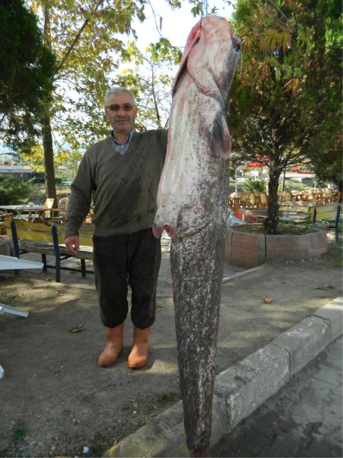 Oltayla 144 Kiloluk Yayın Balığı Yakaladı