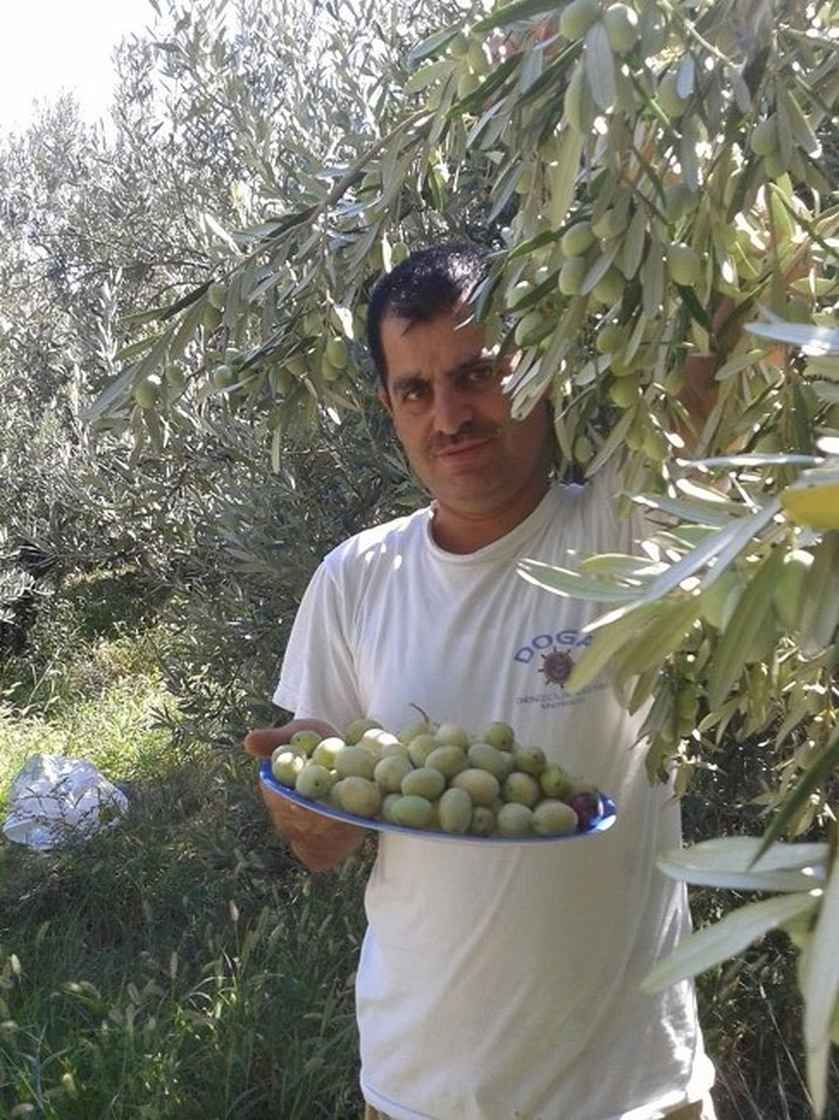 Zeytin Üreticisini Sevindirdi
