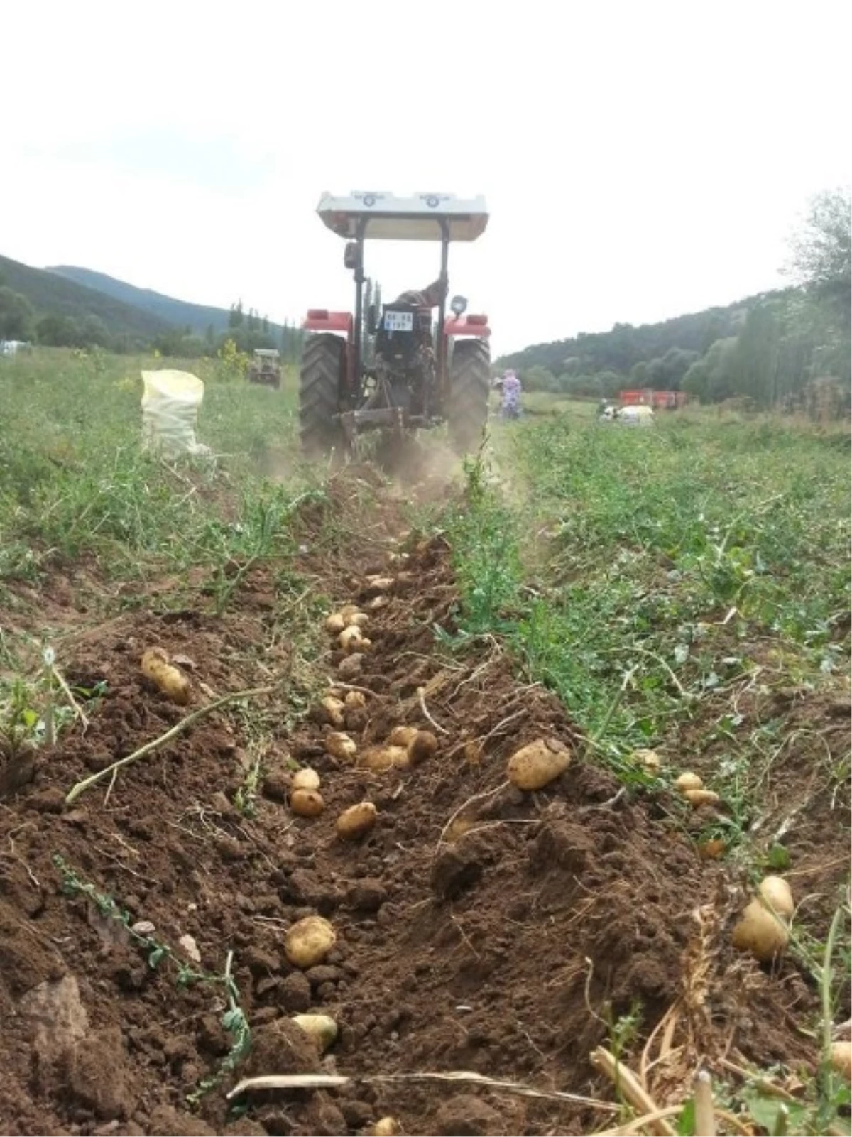 Akdağmadeni\'nde Patates Hasadı Tamamlandı