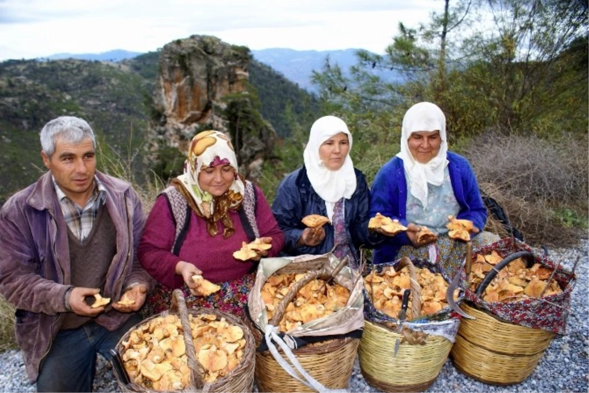 Aydın\'da Çıntar Sezonu Başladı