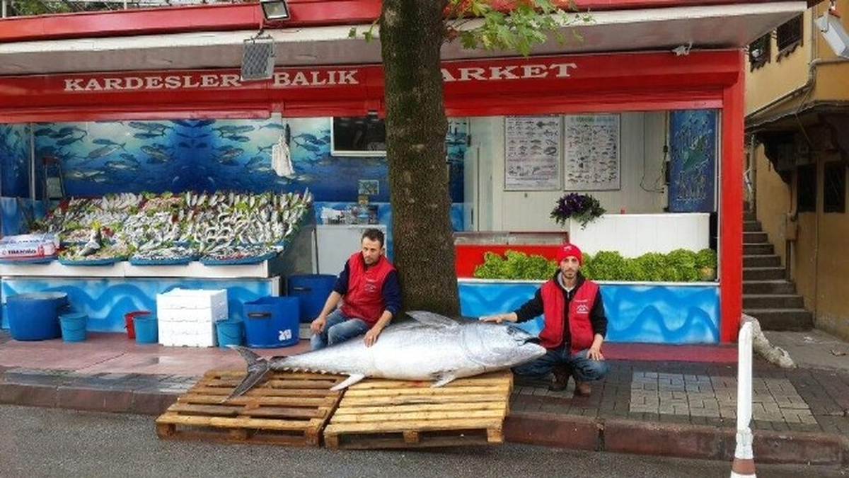 Görenleri Şoke Eden Dev Orkinos 10 Bin Liraya Satıldı