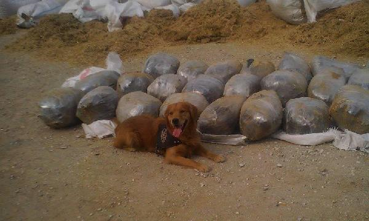 Torbalı\'da 80 Kilo Esrar Ele Geçirildi