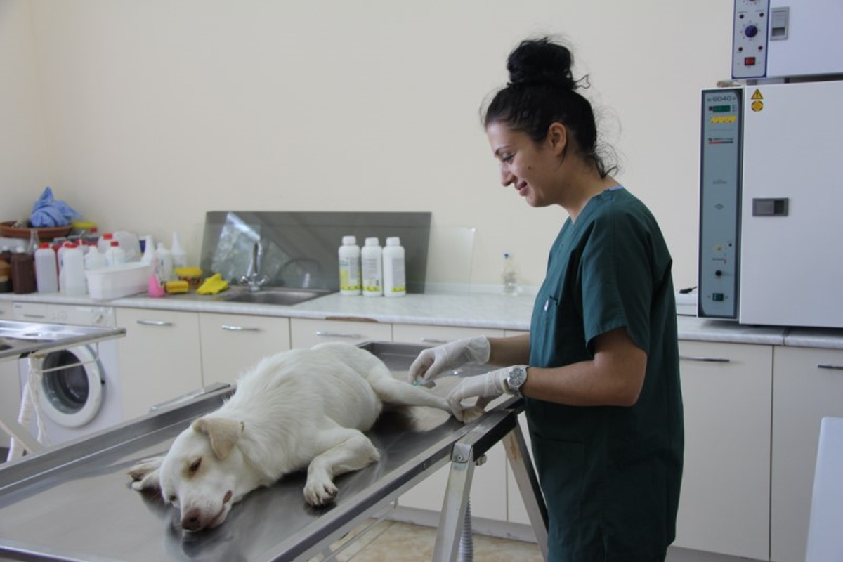 296 Sokak Köpeği Kısırlaştırıldı