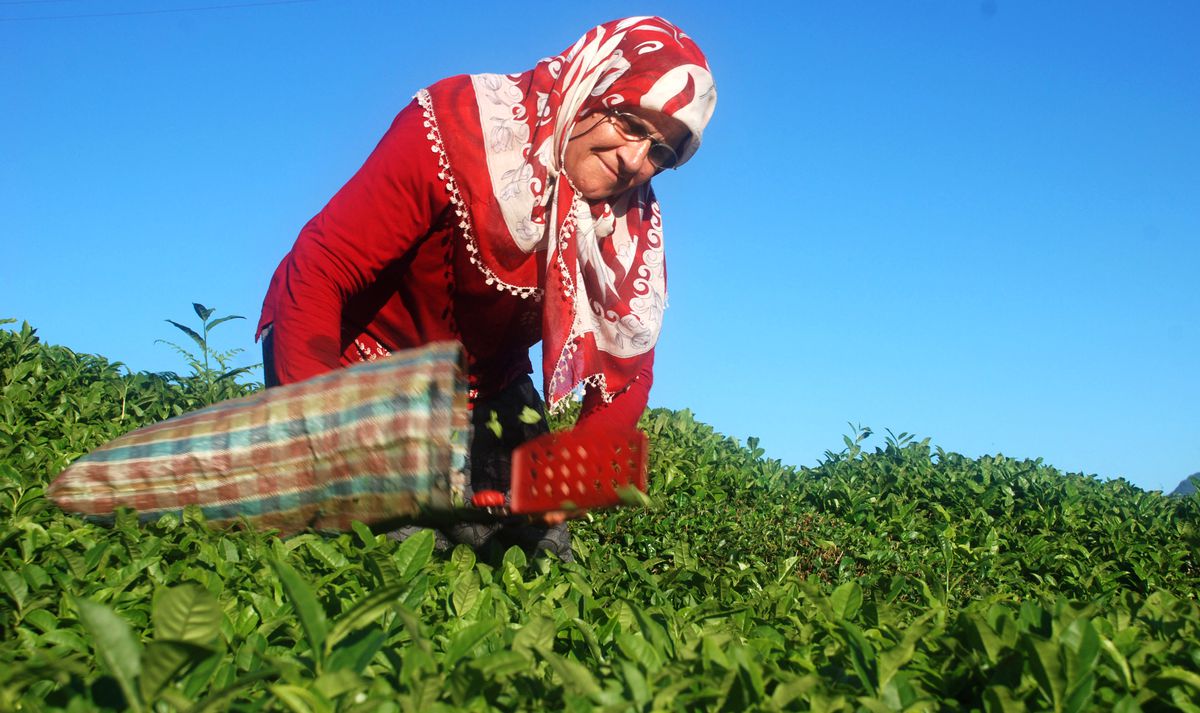 Çaykur 2014 Yaş Çay Sezonunu Kapattı