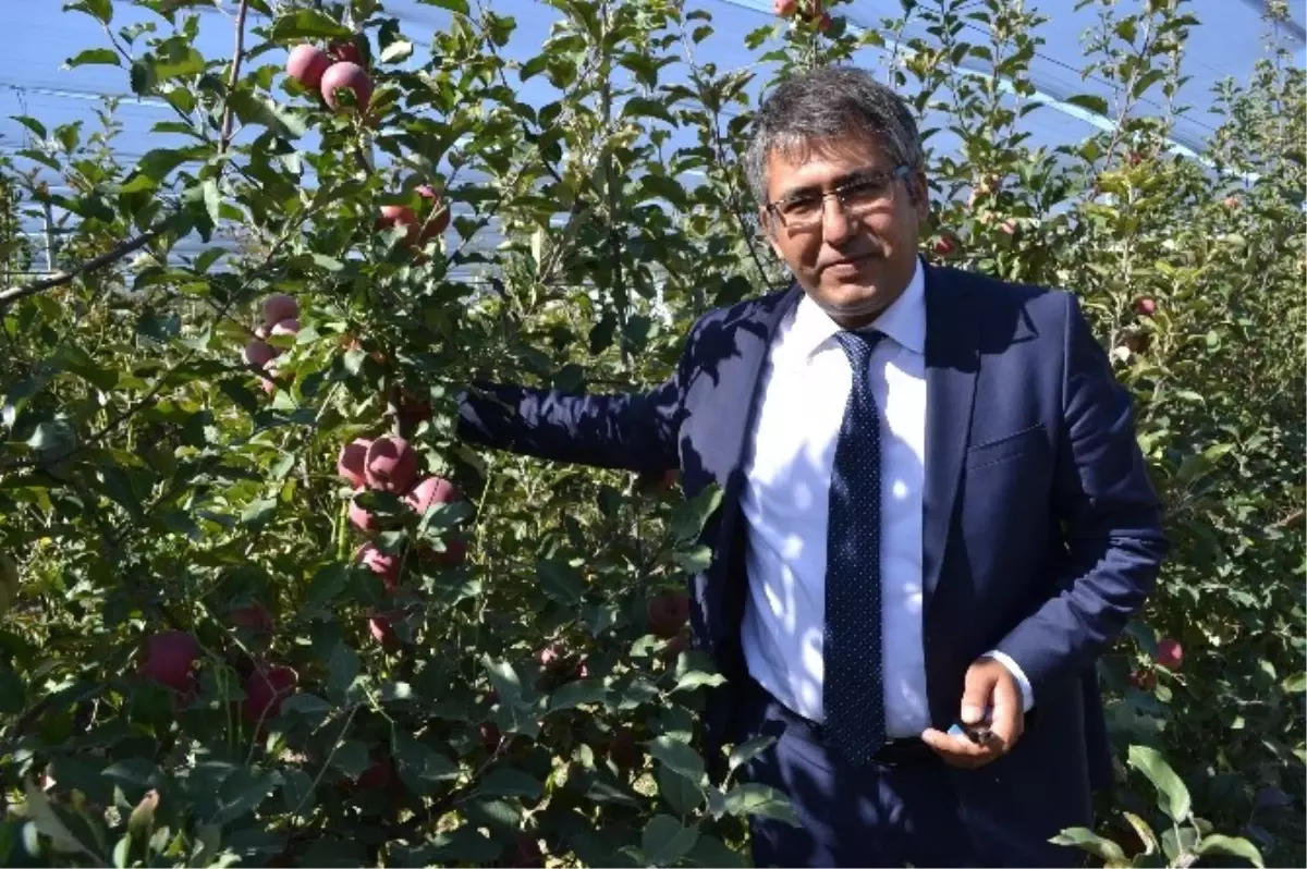 Çukurkuyu Elmada Söz Sahibi Oluyor