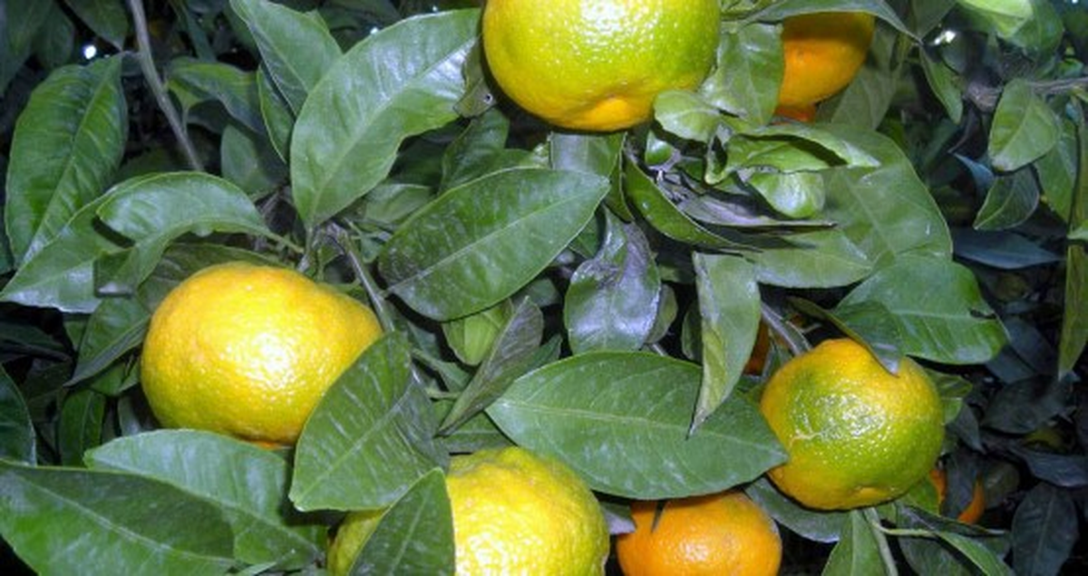 Erkenci" Mandalina, Üreticisini Sevindiriyor