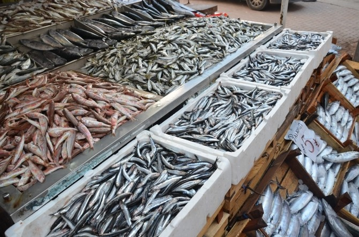 Fatsa\'da Su Ürünleri Denetimleri