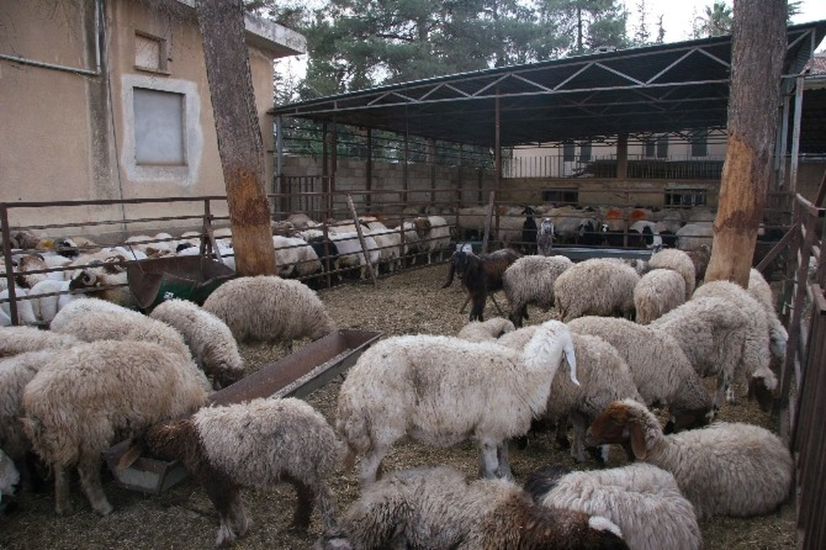 Küçükbaş Hayvan Ele Geçirildi
