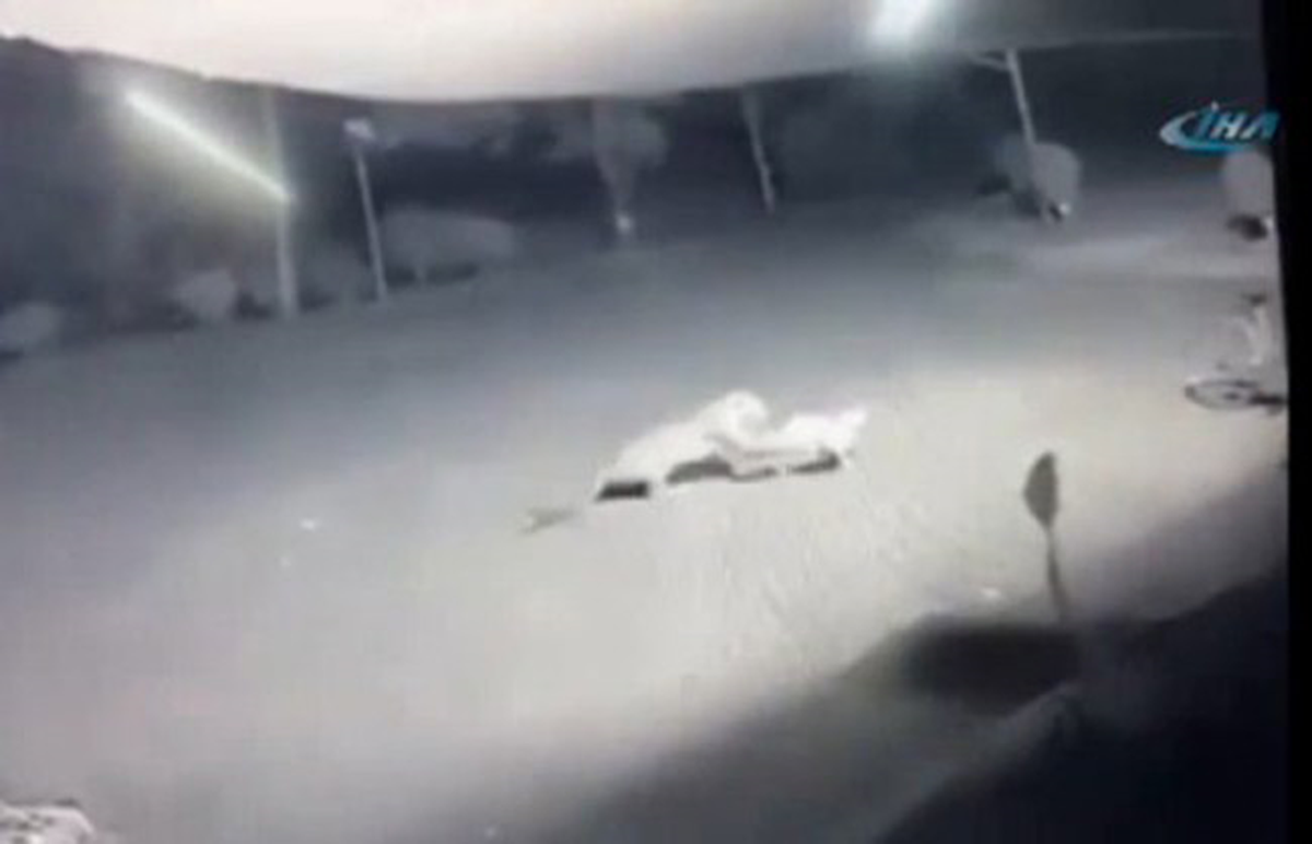 Leopar, Sokak Ortasında Köpek Avladı