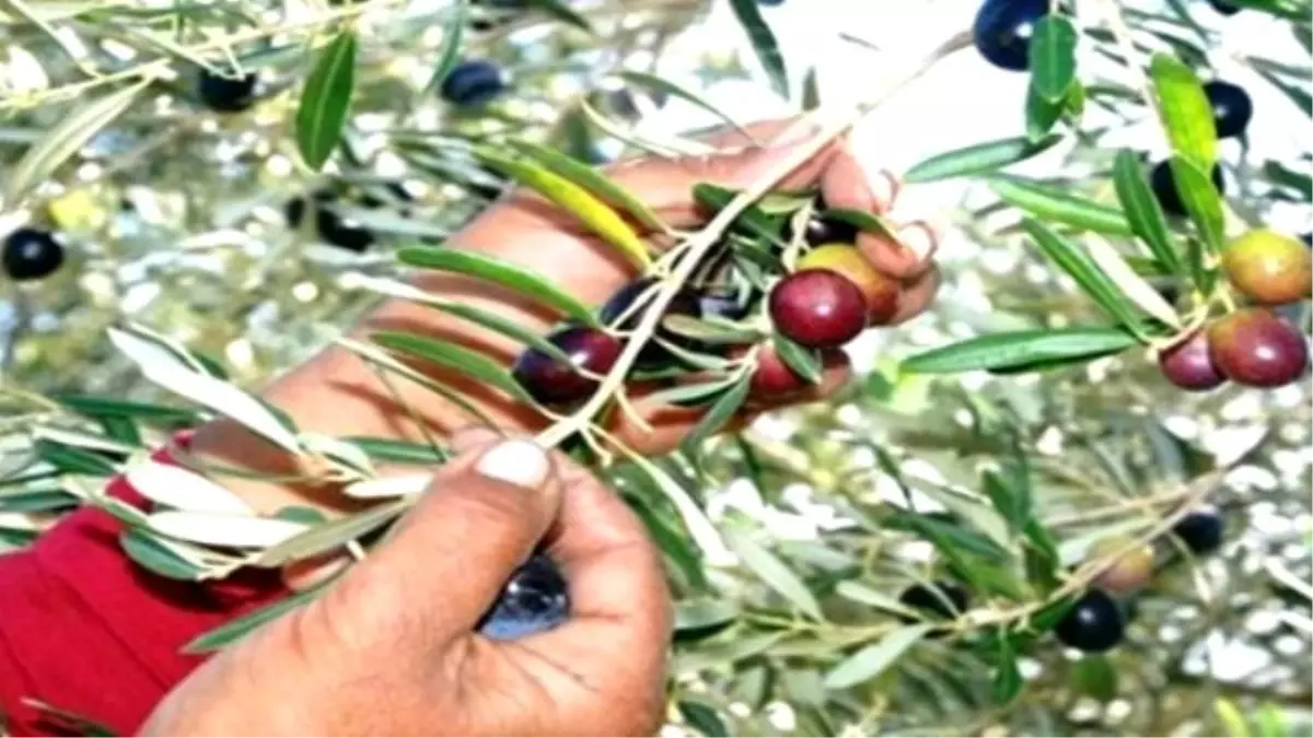 Manisa'da Sofralık Zeytin Hasadı Başladı