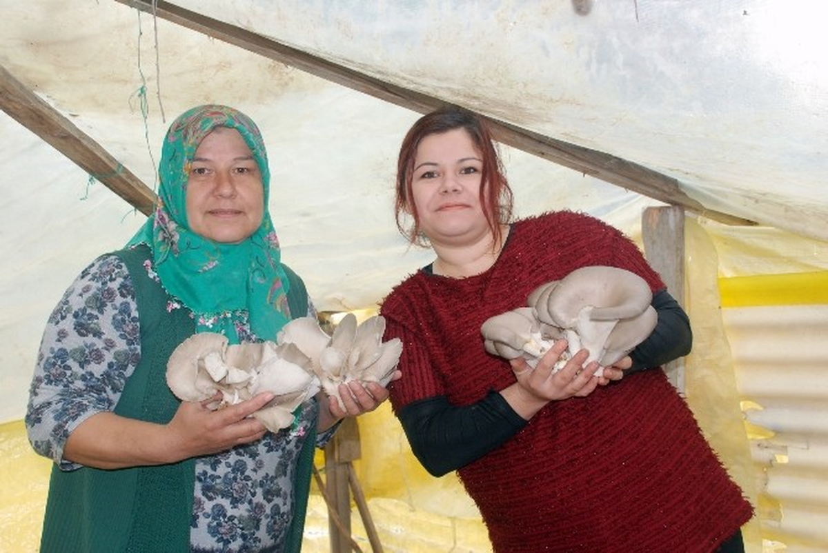 Zonguldak'ta Mantar Yetiştiren Kadın Girişimci Destek Bekliyor
