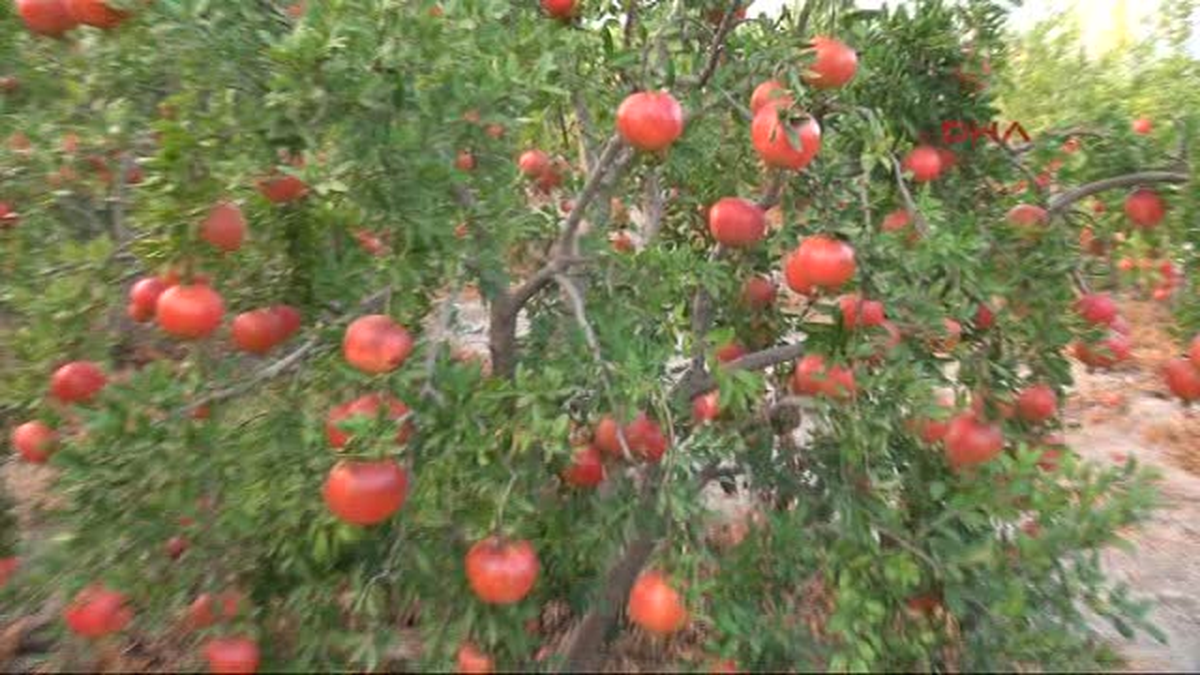 Ortaca Nar Üreticisinin Yüzünü Güldürdü