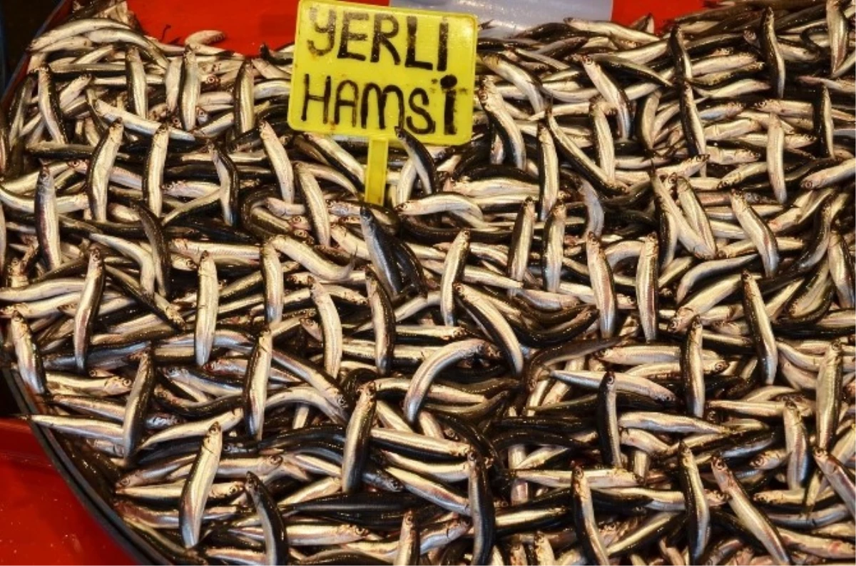 Marmara\'da Hamsi Bereketi