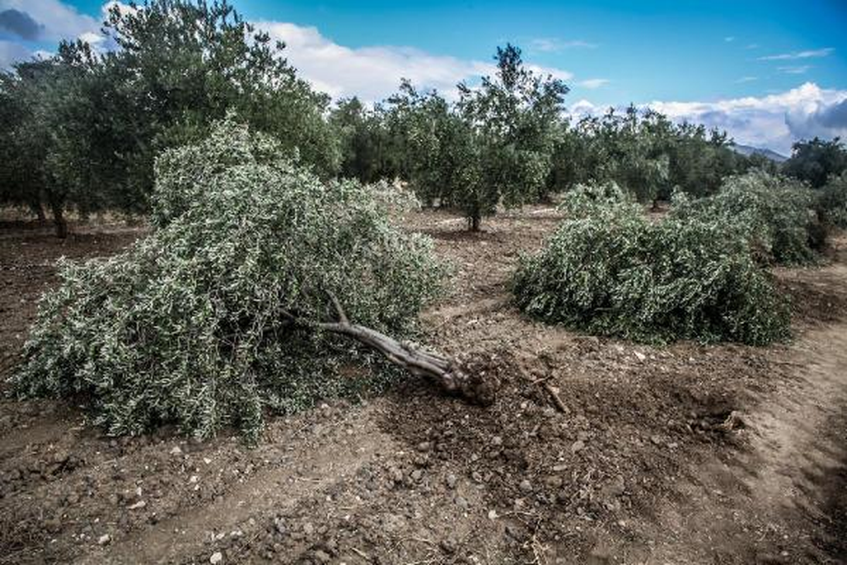 Soma\'da Santral İçin Yine Zeytin Ağacı Kıyımı
