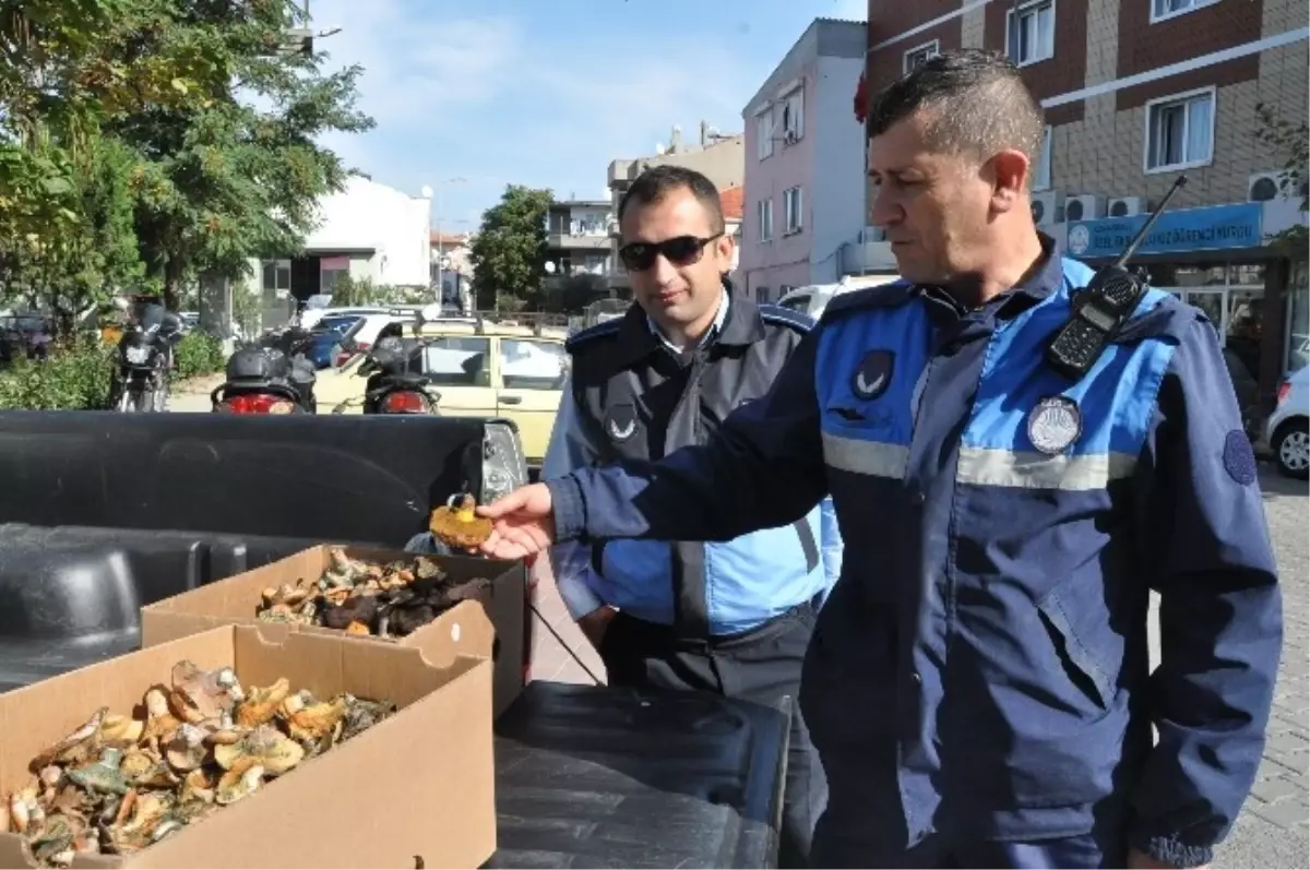 Zabıtadan Mantar Operasyonu