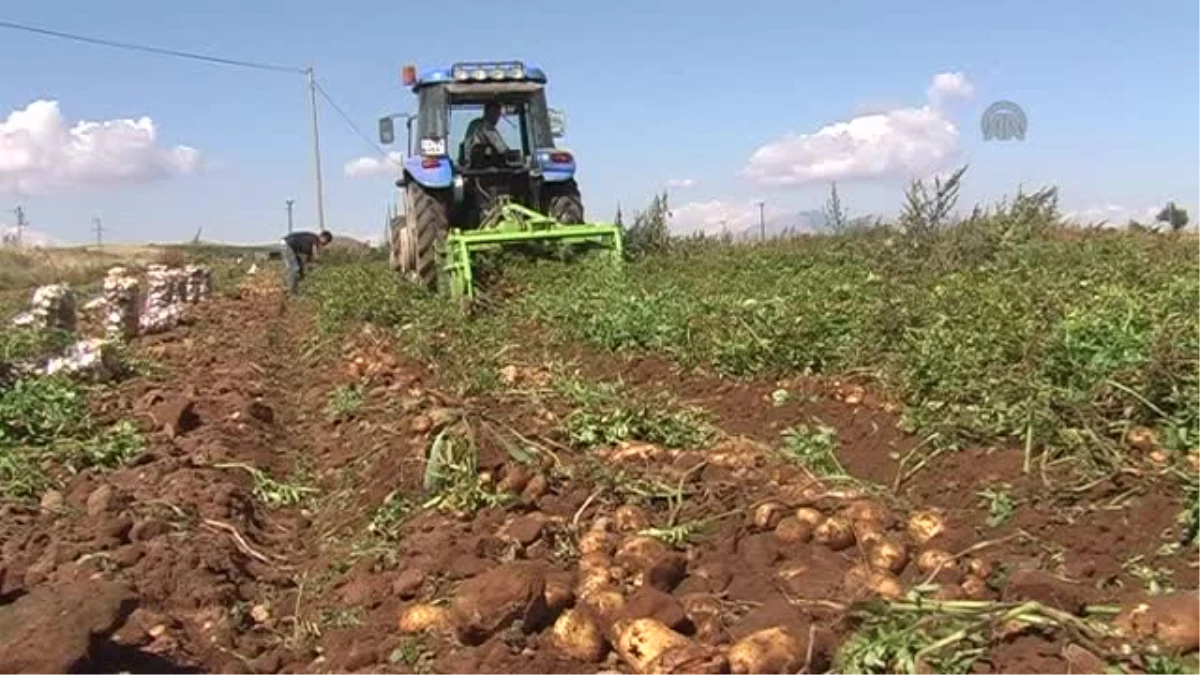 Ahlat\'ta Patates Hasadı Başladı