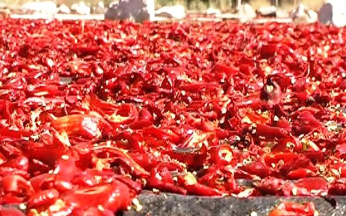 \'Altın İsot Festivali\' Ertelendi