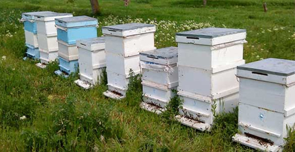 Ayı Kovanları Dağıttı! Kovan Sahibi Şikayetçi Oldu