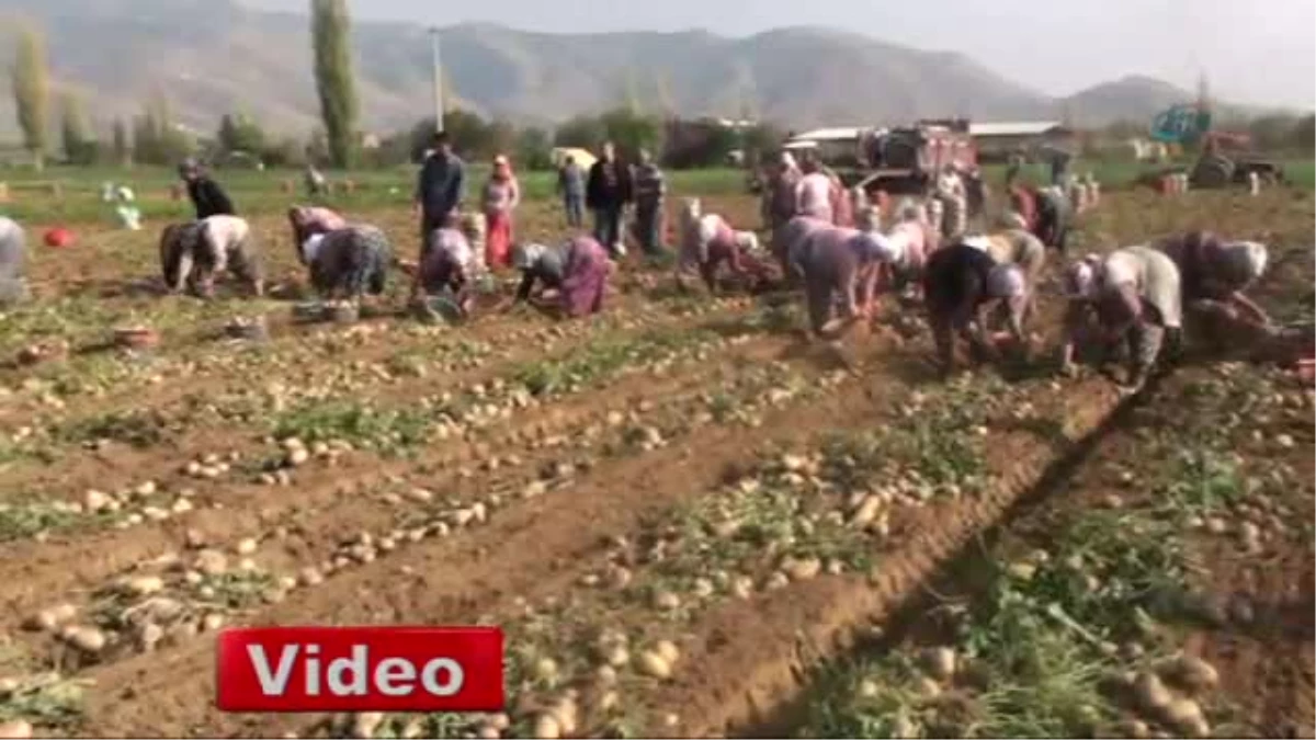 Bozdağ\'da Yayla Patatesi Sezonu Açıldı