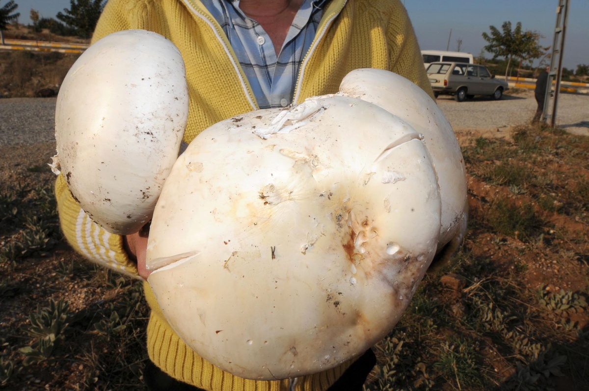 Denizli\'de 3,8 Kilogram Ağırlığında Mantar Bulundu