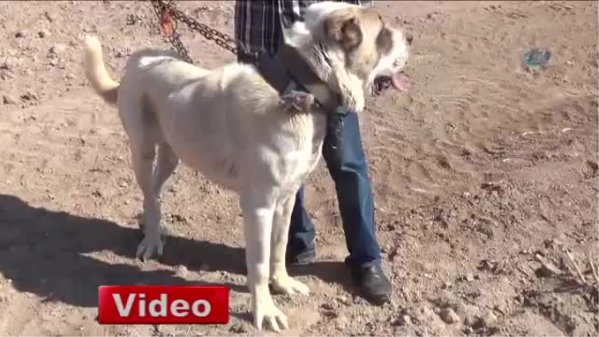 Hırsızların Yeni Hedefi Malaklı Köpekleri