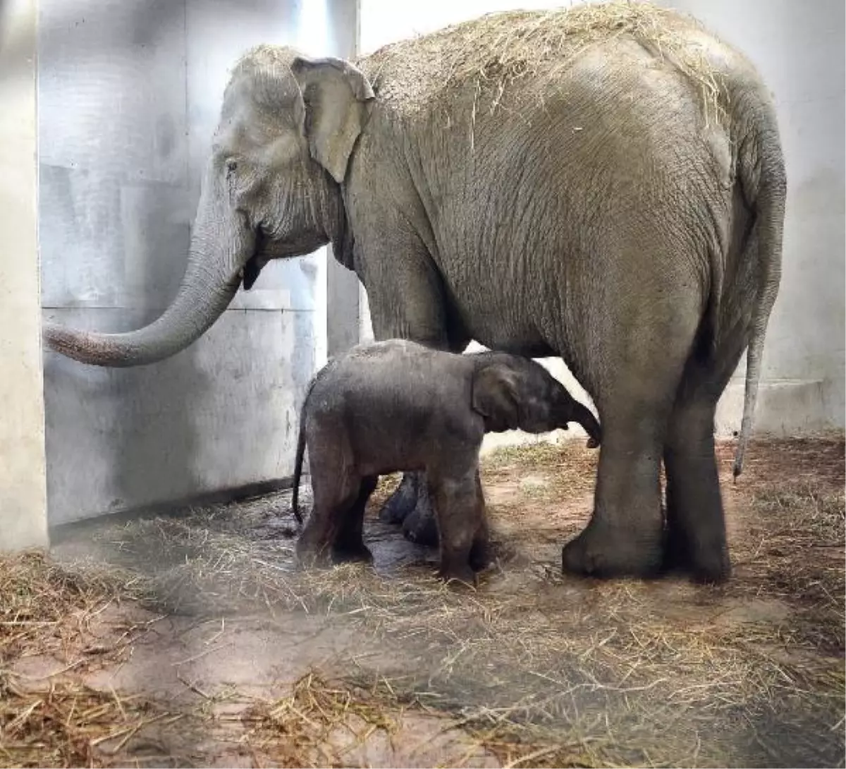 İzmir Doğal Yaşam Parkı\'nda İkinci Fil Doğumu