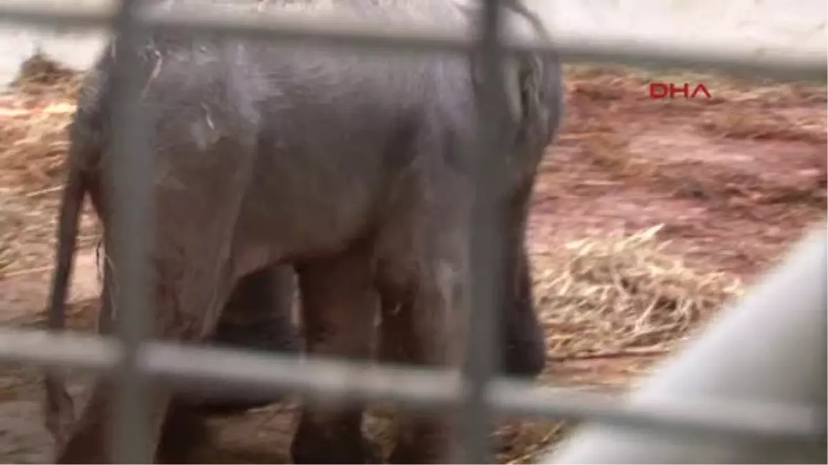 İzmir Doğal Yaşam Parkı\'nda İkinci Fil Doğumu