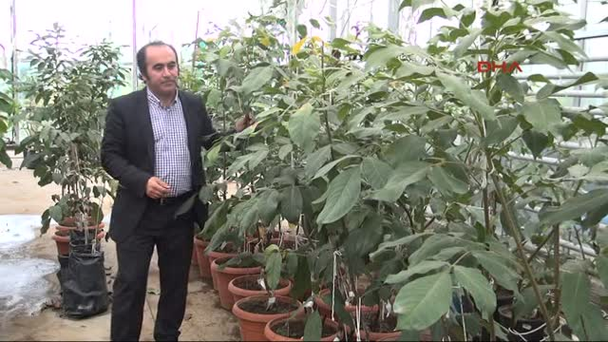 Türkiye\'nin İlk Renkli Cevizi Sofralara Geliyor