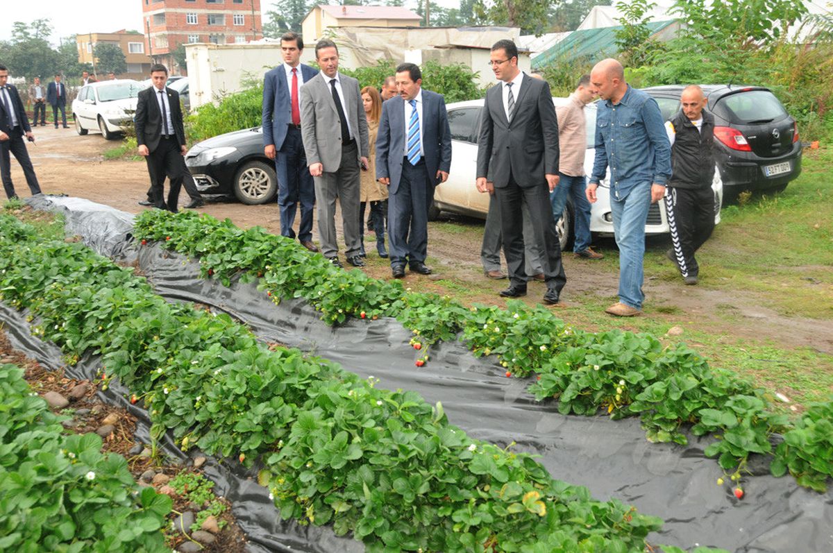 Ordu\'da Çilek Üretimi