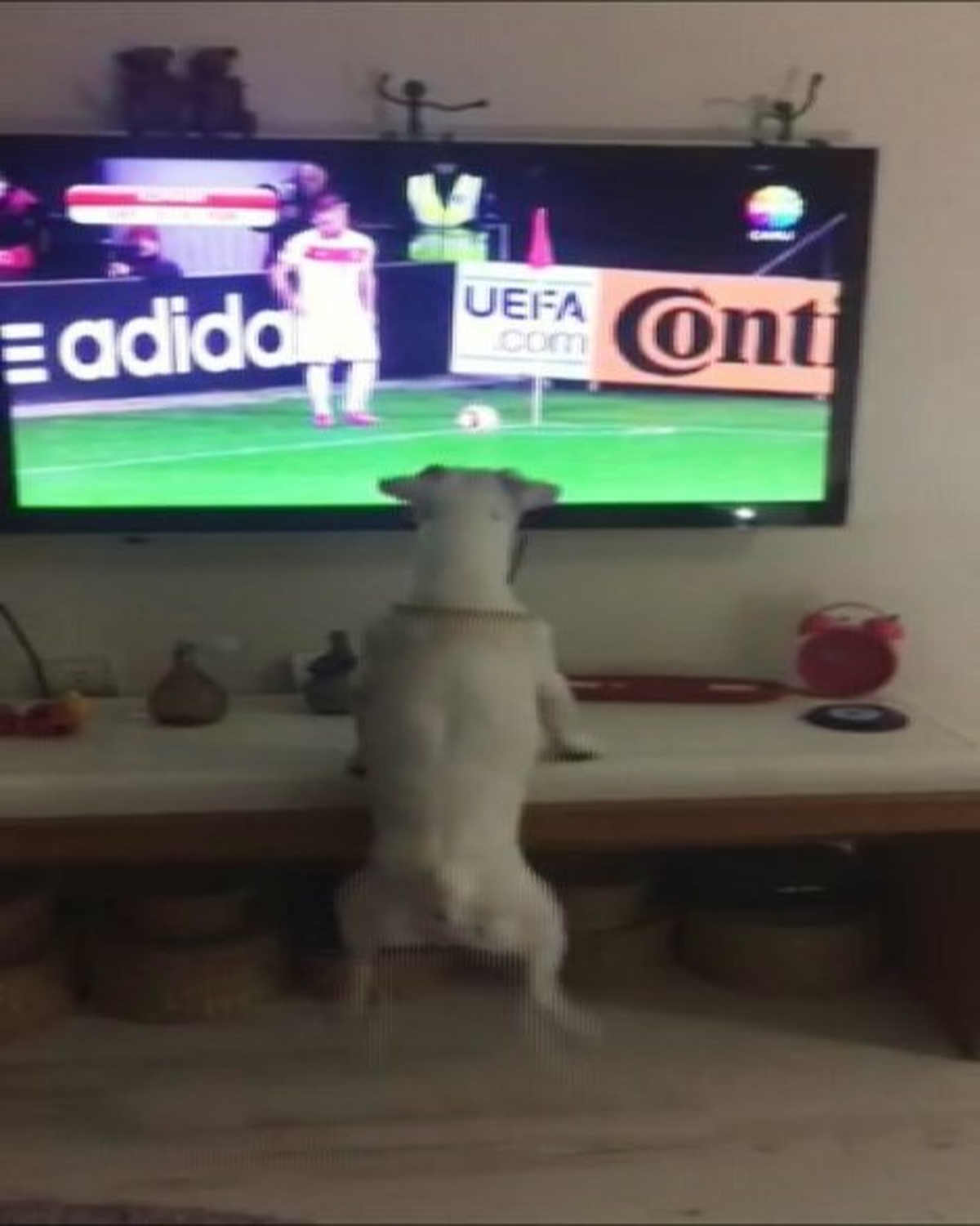 Bu Köpek Futbol Maçı İzlerken Kendini Kaybediyor