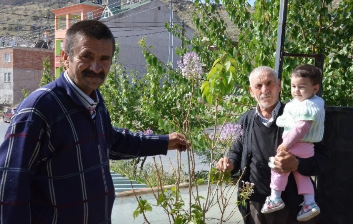 Leylak Ağacı Ekim Ayında Çiçek Açtı