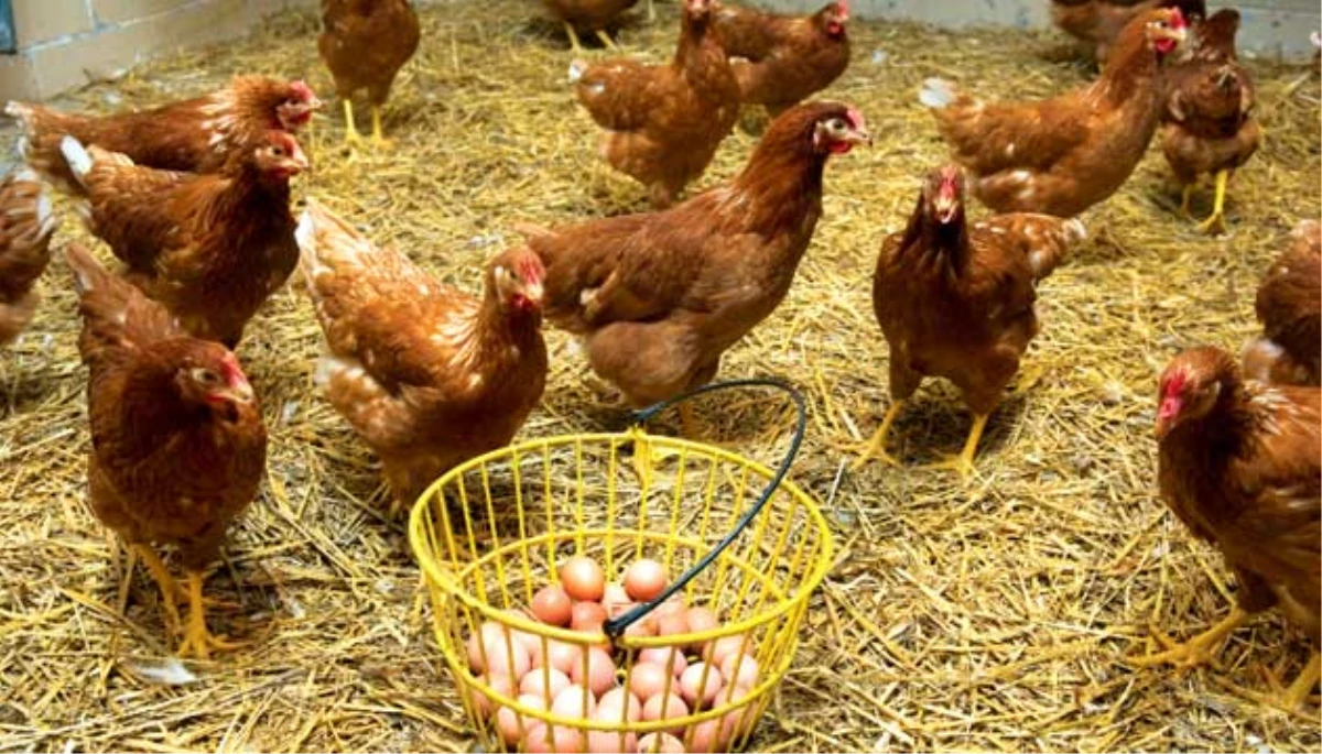 Serbest Sistem Yumurta Tavukçuluğu" Projesi