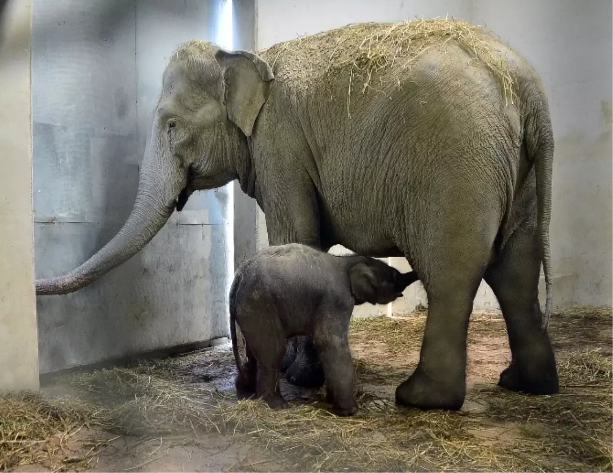 Türkiye\'nin İkinci Fili de İzmir\'de Dünyaya Geldi