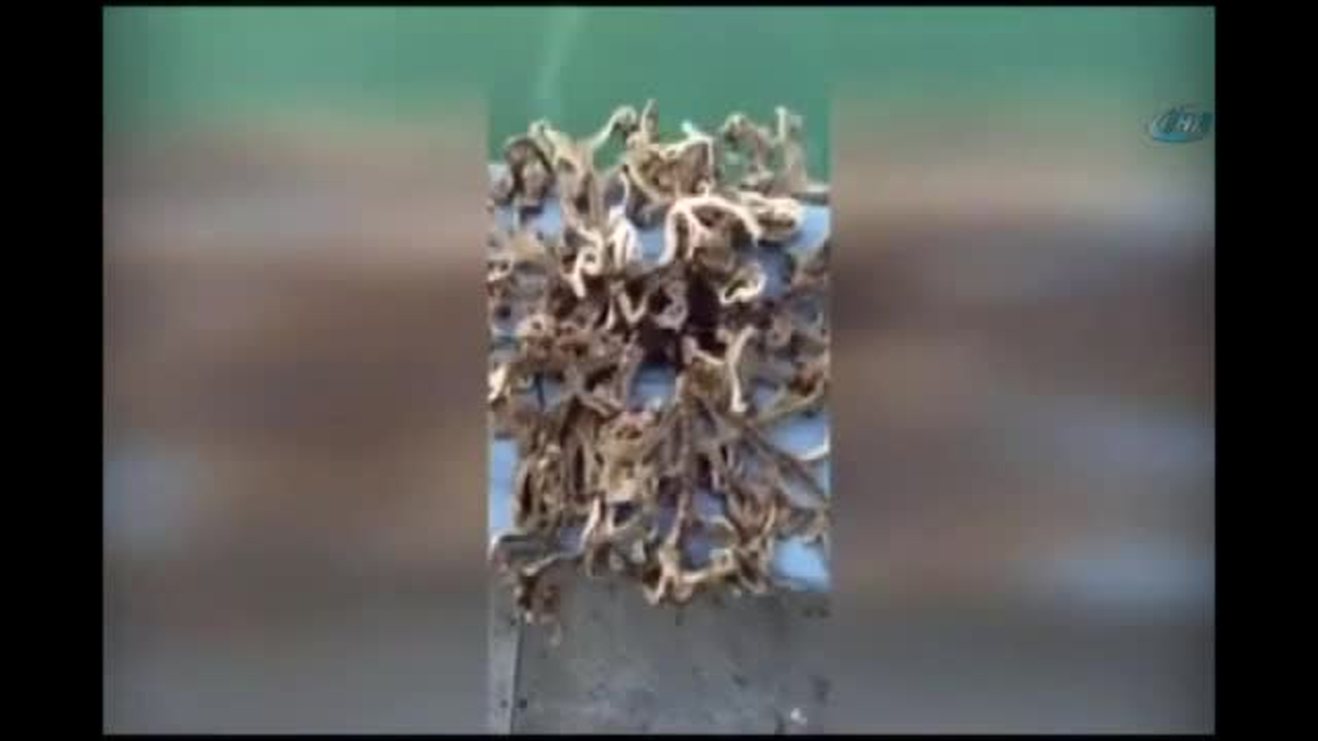Balıkçının Ağına 100 Kollu Yaratık Takıldı