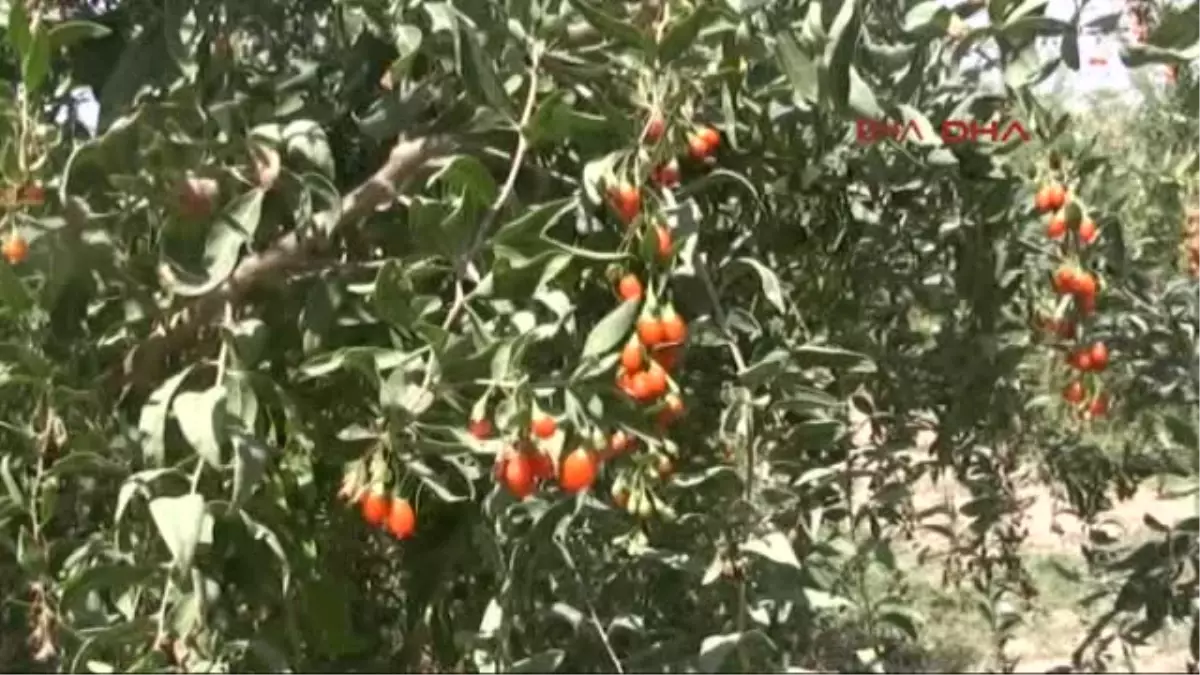 Denizli \'Mutluluk Meyvesi\' Üreticisini de Mutlu Etti