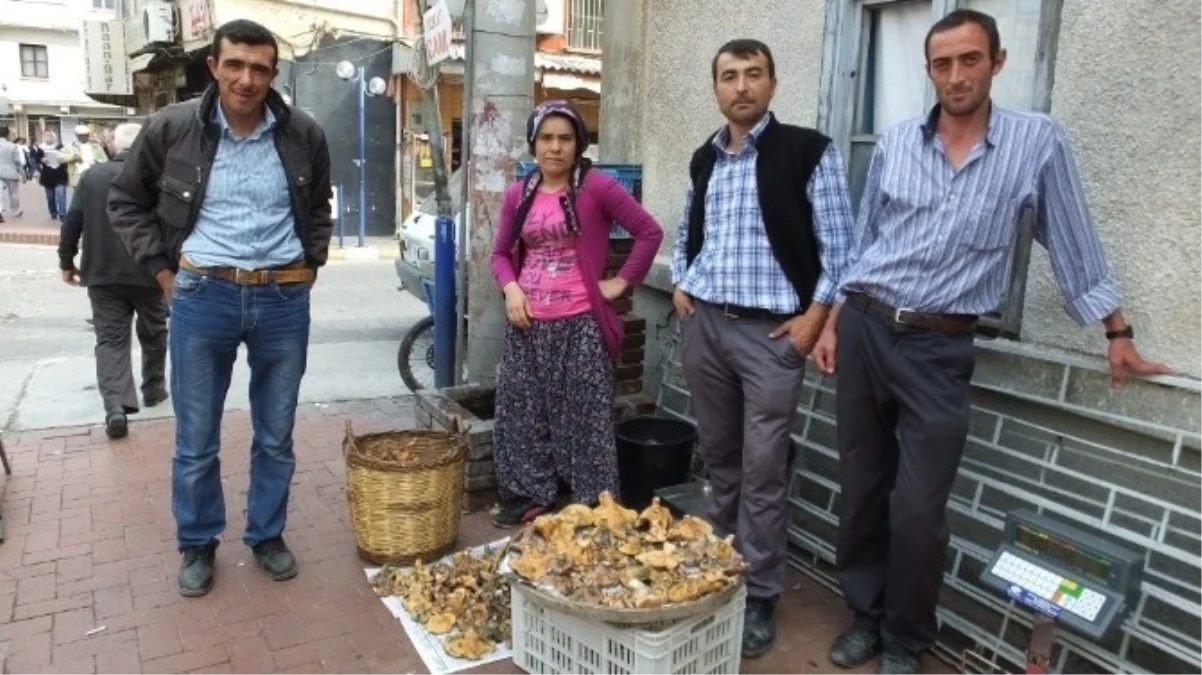 Melki Mantarı Köylünün Geçim Kaynağı Oldu