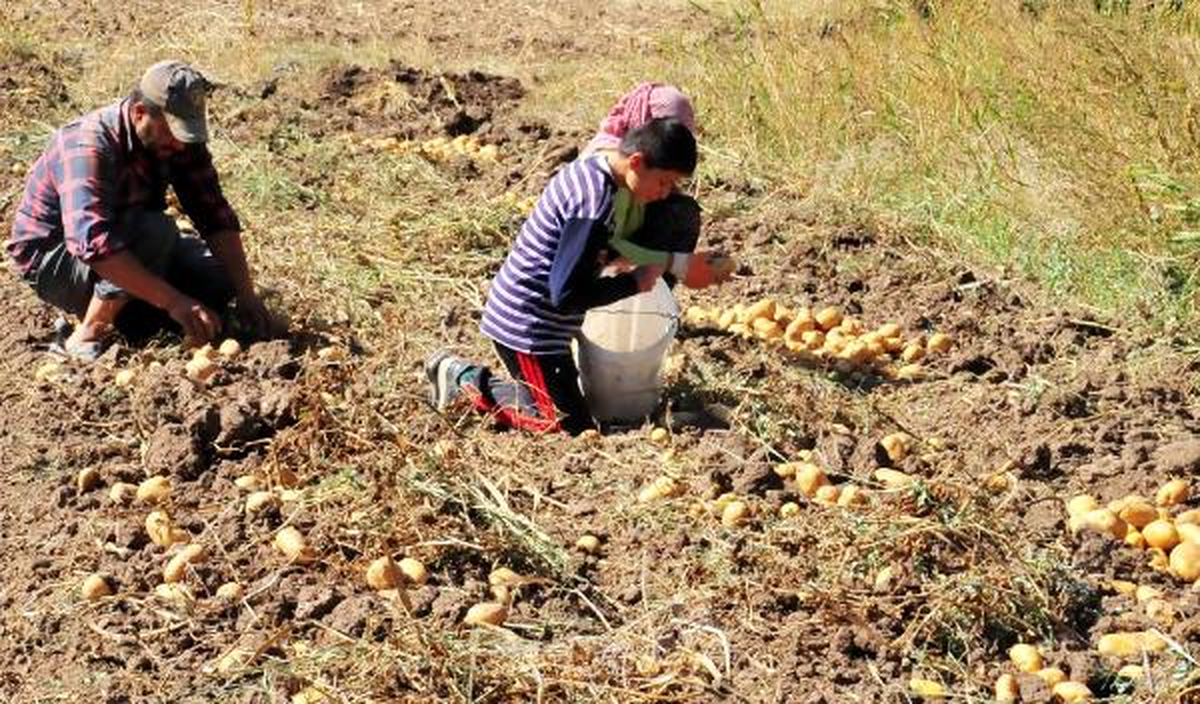 Yozgat\'ta Sözleşmeli Patates Üretimi