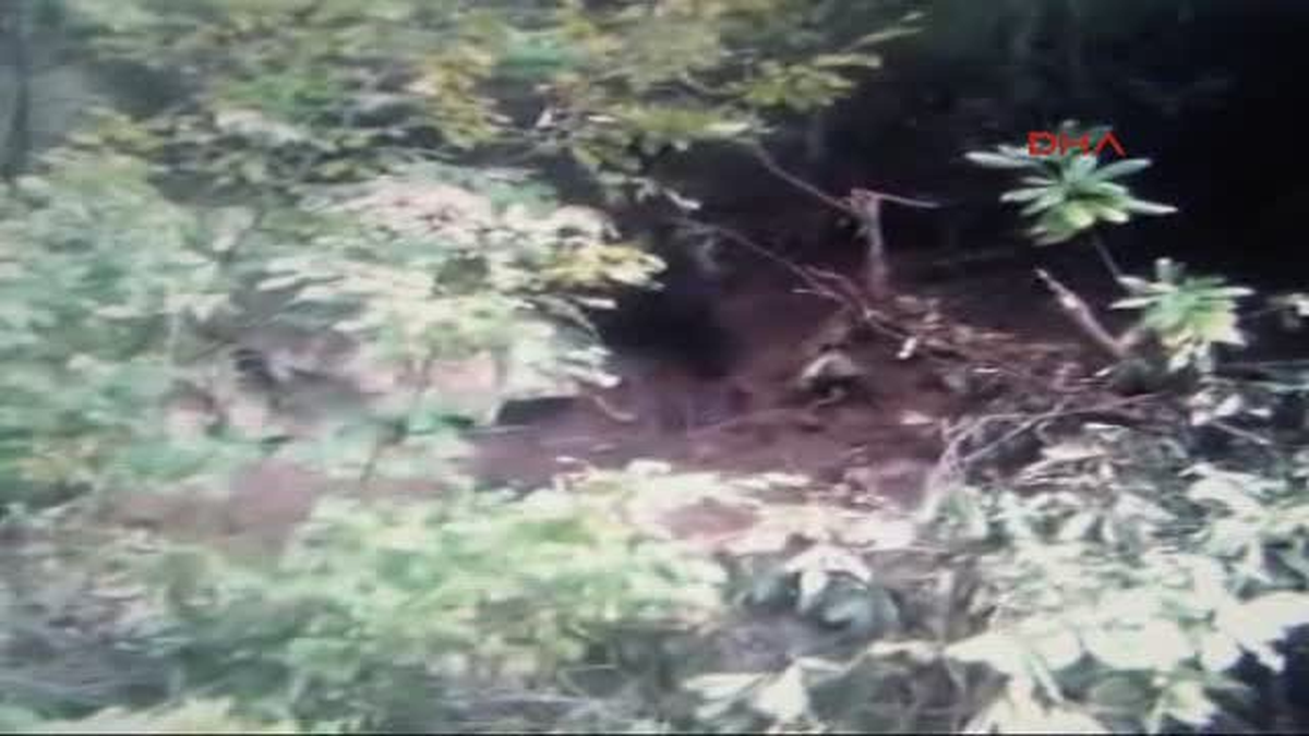 Bartın Domuz Tuzağına Yakalanan Ayı Kurtarıldı